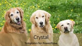  Presentation with lab - Slides consisting of happy golden retriever and lab background and a coral colored foreground