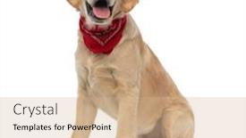  Presentation with golden - PPT theme having happy-golden-retriever-dog-sitting background and a coral colored foreground