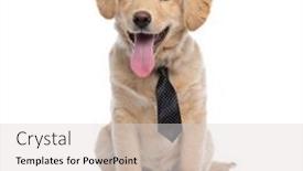  Presentation with puppy - Presentation with happy-golden-retriever-puppy-wearing background and a light gray colored foreground