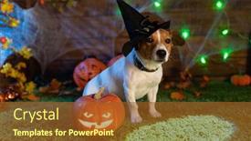  Presentation with skeletons - Slides enhanced with happy halloween dog pet jack russell terrier in costume and on the background of pumpkins smoke lanterns skeletons for halloween scary background and a tawny brown colored foreground