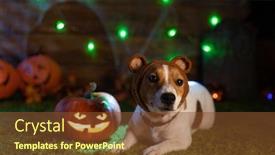  Presentation with skeletons - Amazing theme having happy halloween dog pet jack russell terrier in costume and on the background of pumpkins smoke lanterns skeletons for halloween scary backdrop and a tawny brown colored foreground