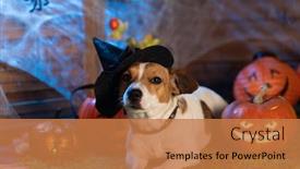  Presentation with scary halloween - PPT layouts consisting of happy halloween dog pet jack russell terrier in costume and on the background of pumpkins smoke lanterns skeletons for halloween scary background and a coral colored foreground