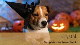  Presentation with skeletons - Theme with happy halloween dog pet jack russell terrier in costume and on the background of pumpkins smoke lanterns skeletons for halloween scary background and a gold colored foreground