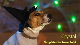  Presentation with skeletons - Audience pleasing theme consisting of happy halloween dog pet jack russell terrier in costume and on the background of pumpkins smoke lanterns skeletons for halloween scary backdrop and a tawny brown colored foreground