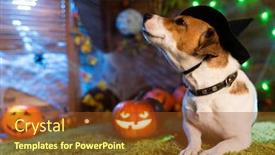  Presentation with skeletons - Theme enhanced with happy halloween dog pet jack russell terrier in costume and on the background of pumpkins smoke lanterns skeletons for halloween scary background and a tawny brown colored foreground