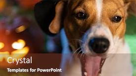  Presentation with skeletons - PPT layouts with happy halloween dog pet jack russell terrier in costume and on the background of pumpkins smoke lanterns skeletons for halloween scary background and a tawny brown colored foreground
