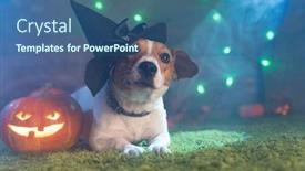  Presentation with skeletons - Colorful PPT theme enhanced with happy halloween dog pet jack russell terrier in costume and on the background of pumpkins smoke lanterns skeletons for halloween scary backdrop and a ocean colored foreground