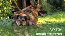  Presentation with german - PPT theme with happy-happy-german-shepherd-bitch background and a tawny brown colored foreground