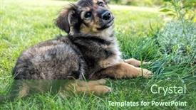  Presentation with german - PPT theme with happy-happy-german-shepherd background and a forest green colored foreground