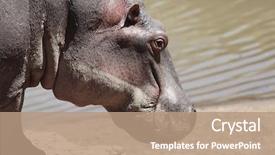  Presentation with kenya - Cool new theme with happy hippopotamus always smiling in the marra river in the masai mara reserve in kenya africa backdrop and a coral colored foreground