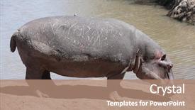  Presentation with kenya - PPT layouts enhanced with happy hippopotamus always smiling in the marra river in the masai mara reserve in kenya africa background and a coral colored foreground