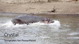  Presentation with kenya - PPT theme consisting of happy hippopotamus always smiling in the marra river in the masai mara reserve in kenya africa background and a light gray colored foreground