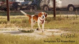  Presentation with pet - Cool new slides with happy hound dog are running outdoors happy dog pet backdrop and a gold colored foreground