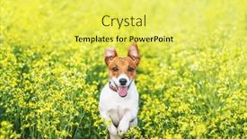  Presentation with happy life - PPT theme enhanced with happy-jack-russel-terrier-puppy background and a yellow colored foreground
