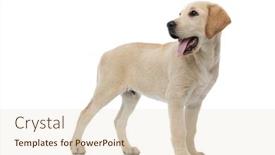  Presentation with happy barber client - Beautiful slide deck featuring happy labrador retriever puppy standing and looks back over its shoulder on white background backdrop and a lemonade colored foreground