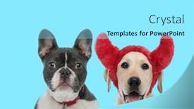  Presentation with forward - Presentation design with happy-labrador-retriever-wearing-devil background and a arctic colored foreground