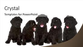  Presentation with faded black - Theme featuring happy litter of black russian background and a  colored foreground