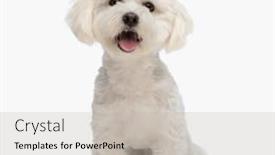  Presentation with dog - Presentation design enhanced with happy-little-bichon-dog-sticking and a light gray colored foreground