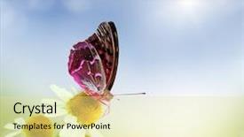  Presentation with summer flowers - Colorful slide set enhanced with happy meadow abstract summer backgrounds backdrop and a blonde colored foreground