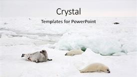  Presentation with displaying a happy mother cudd - Presentation theme having happy mother harp seal cow background and a white colored foreground