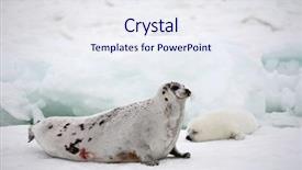  Presentation with cow - Slides featuring happy mother harp seal cow background and a sky blue colored foreground