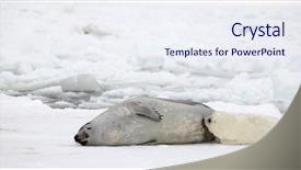  Presentation with displaying a happy mother cudd - Presentation design with happy mother harp seal cow background and a sky blue colored foreground