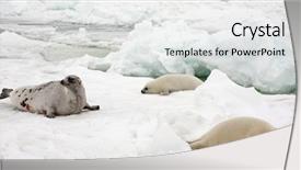  Presentation with displaying a happy mother cudd - Presentation having happy mother harp seal cow background and a light gray colored foreground