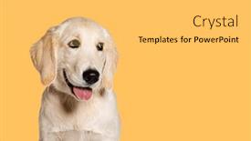  Presentation with golden yellow - Presentation having happy-panting-puppy-golden-retriever background and a  colored foreground