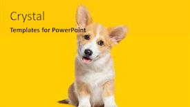  Presentation with welsh - Presentation enhanced with happy-panting-puppy-welsh-corgi background and a gold colored foreground