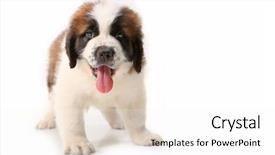  Presentation with saint - Theme consisting of happy panting saint bernard puppy background and a white colored foreground