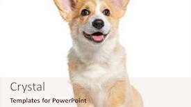  Presentation with welsh - PPT theme enhanced with happy-panting-welsh-corgi-pembroke background and a lemonade colored foreground