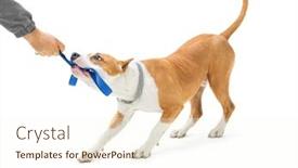  Presentation with leash - Amazing PPT layouts having happy-pet-staffordshire-bull-terrier backdrop and a cream colored foreground