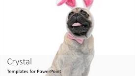  Presentation with bunny - Amazing slide set having happy pug wearing bunny ears and bowtie panting and sticking out tongue sitting isolated on white background full body backdrop and a white colored foreground