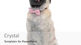  Presentation with tongue - Presentation design consisting of happy pug wearing pink bowtie and sticking out tongue sitting isolated on white background full body background and a white colored foreground