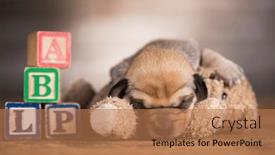  Presentation with teddy bear - 