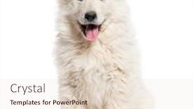  Presentation with suisse - Presentation featuring happy-puppy-berger-blanc-suisse background and a lemonade colored foreground