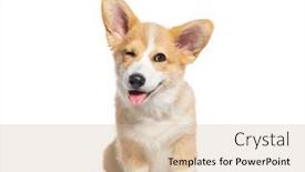  Presentation with welsh - Slides featuring happy-puppy-welsh-corgi-14 background and a soft green colored foreground