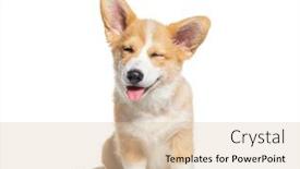  Presentation with welsh - Slide deck with happy-puppy-welsh-corgi-14 background and a lemonade colored foreground