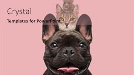  Presentation with pink cat - Presentation theme with happy-pyramid-of-french-bulldog background and a  colored foreground