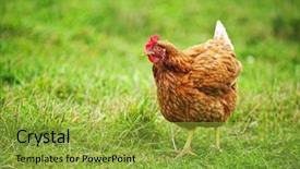  Presentation with animal chicken - Cool new presentation with happy rhode island red chicken backdrop and a yellow colored foreground