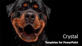  Presentation with forward - PPT theme featuring happy-rottweiler-dog-looking-forward background and a black colored foreground