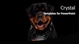  Presentation with deutsche deutsch rottweiler guard dog - Presentation design consisting of happy-rottweiler-dog-with-collar background and a black colored foreground