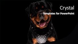  Presentation with rottweiler puppy - PPT theme having happy-rottweiler-puppy-sticking-out background and a black colored foreground