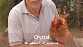  Presentation with hen - Beautiful PPT theme featuring happy senior farmer holding a hen backdrop and a coral colored foreground