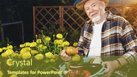  Presentation with vegetable gardening - Beautiful PPT theme featuring happy-senior-man-with-great backdrop and a tawny brown colored foreground