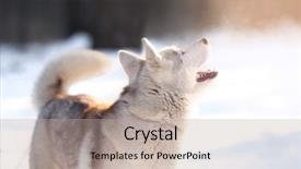  Presentation with husky - Theme enhanced with happy siberian husky on walk background and a mint green colored foreground