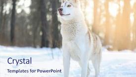  Presentation with husky - Amazing presentation theme having happy siberian husky on walk backdrop and a sky blue colored foreground