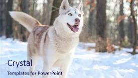  Presentation with husky - Audience pleasing slides consisting of happy siberian husky on walk backdrop and a sky blue colored foreground