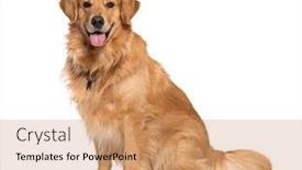  Presentation with happy birthday gold - Slides enhanced with happy-sitting-and-panting-golden background and a coral colored foreground