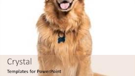  Presentation with golden - Presentation with happy-sitting-and-panting-golden background and a coral colored foreground